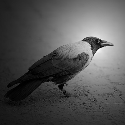 Picture of a sad crow